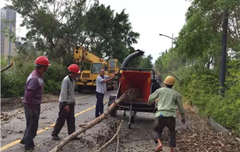 廈門(mén)園博園枝葉清運(yùn) 老熊粉碎機(jī)顯身手